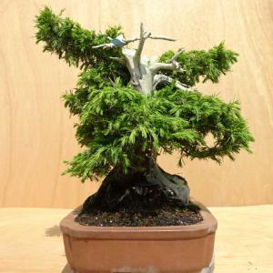 盆栽 松 杜松 樹高 約40cm としょう J...の詳細画像1