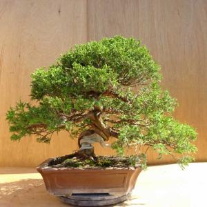 盆栽 真柏 樹高 約48cm しんぱく Juniperus chinensis シンパク ジン シャリ ヒノキ科 常緑樹 観賞用 中型 現品