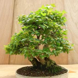 盆栽 楓 三幹 樹高 約48cm かえで Ac...の詳細画像2