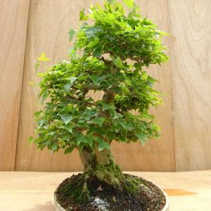 盆栽 楓 三幹 樹高 約48cm かえで Ac...の詳細画像3