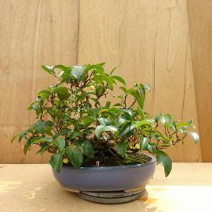 盆栽 美男葛 樹高 約40cm びなんかずら Kadsura japonica ビナンカズラ マツブサ科 常緑樹 つる性 鑑賞用 観賞用 中型 現品