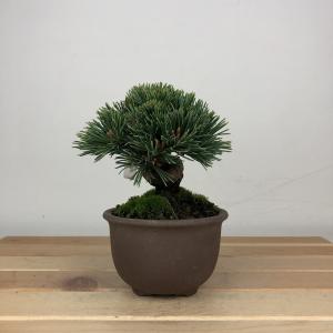盆栽 松 五葉松 明星 樹高 約9cm ごようまつ Pinus parviflora ゴヨウマツ マツ科 常緑針葉樹 鑑賞用 観賞用 小品 現品