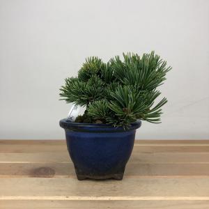 盆栽 松 五葉松 明星 樹高 約7cm ごようまつ Pinus parviflora ゴヨウマツ マツ科 常緑針葉樹 鑑賞用 観賞用 小品 現品