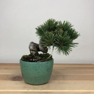 盆栽 松 五葉松 明星 樹高 約9cm ごようまつ Pinus parviflora ゴヨウマツ マツ科 常緑針葉樹 鑑賞用 観賞用 小品 現品