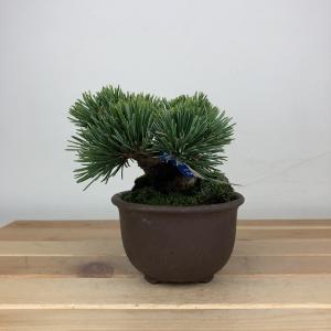 盆栽 松 五葉松 明星 樹高 約8cm ごようまつ Pinus parviflora ゴヨウマツ マツ科 常緑針葉樹 鑑賞用 観賞用 小品 現品
