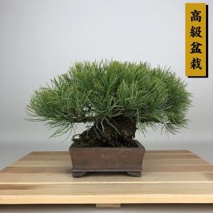 盆栽 松 五葉松 那須 樹高 約14cm ごようまつ 高級盆栽 Pinus parviflora ゴヨウマツ マツ科 常緑針葉樹 鑑賞 観賞用 小品 現品