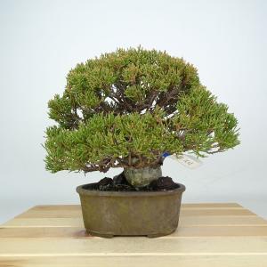 盆栽 真柏 樹高 約19cm しんぱく 石付き Juniperus chinensis シンパク シャリ ヒノキ科 常緑樹 鑑賞 観賞用 小品 現品