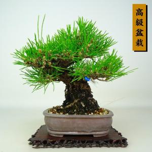 盆栽 松 黒松 樹高 約18cm くろまつ 高級盆栽 Pinus thunbergii クロマツ マツ科 常緑針葉樹 鑑賞 観賞用 小品 現品