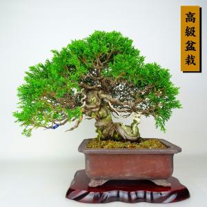 盆栽 真柏 樹高 約28cm しんぱく 高級盆栽...の商品画像