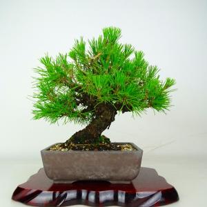 盆栽 松 黒松 樹高 約23cm くろまつ Pinus thunbergii クロマツ マツ科 常緑針葉樹 鑑賞 観賞用 現品