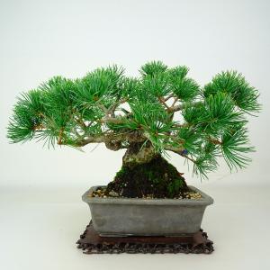 盆栽 松 五葉松 樹高 約18cm ごようまつ Pinus parviflora ゴヨウマツ マツ科 常緑針葉樹 鑑賞 観賞用 小品 現品