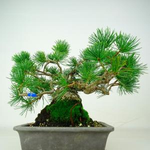 盆栽 松 五葉松 樹高 約18cm ごようまつ...の詳細画像2