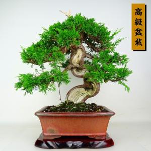 盆栽 真柏 樹高 約41cm しんぱく 高級盆栽 Juniperus chinensis ジン シャリ シンパク ヒノキ科 常緑樹 鑑賞 観賞用 現品