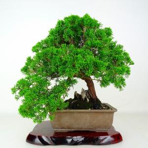 盆栽 真柏 樹高 約29cm しんぱく Juniperus chinensis ジン シャリ シンパク ヒノキ科 常緑樹 鑑賞 観賞用 現品