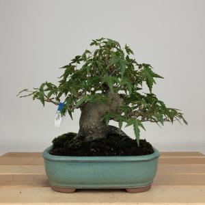 盆栽 紅葉 樹高 約15cm もみじ Acer palmatum モミジ カエデ科 落葉樹 鑑賞用 観賞用 小品 現品