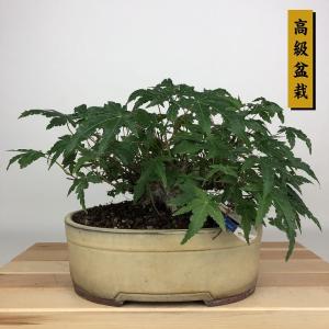 盆栽 紅葉 樹高 約13cm もみじ 高級盆栽 Acer palmatum モミジ カエデ科 落葉樹 鑑賞用 観賞用 小品 現品