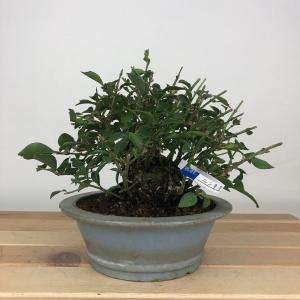 盆栽 錦木 樹高 約13cm にしきぎ Euonymus alatus ニシキギ ニシキギ科 落葉樹 鑑賞用 観賞用 小品 現品