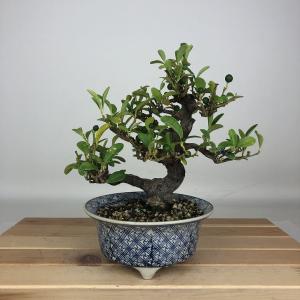 盆栽 金豆 樹高 約18cm きんず Fortunella hindsii キンズ マメキンカン ミカン科 キンカン属 常緑樹 鑑賞用 観賞用 小品 現品
