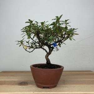 盆栽 皐月 白恵比須 樹高 約13cm さつき ...の商品画像