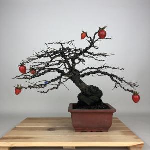 盆栽 老爺柿 都紅 樹高 約26cm ろうやがき Diospyros rhombifolia ロウヤガキ カキノキ科 落葉〜半落葉樹 鑑賞用 観賞用 現品