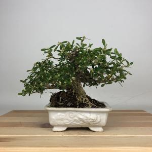 盆栽 台湾黄楊 樹高 約 13cm たいわんつげ タイワンツゲ 柘植 ツゲ科 常緑樹 鑑賞用 観賞用 小品 現品