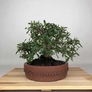 盆栽 梔子 樹高 約20cm くちなし Gardenia jasminoides クチナシ アカネ科 クチナシ属 常緑樹 鑑賞 観賞用 小品 現品