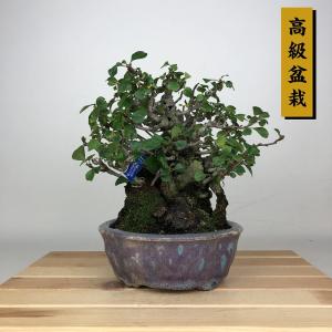 盆栽 木瓜 樹高 約20cm ぼけ 高級盆栽 Chaenomeles speciosa ボケ バラ科 ボケ属 落葉樹 鑑賞 観賞用 小品 現品