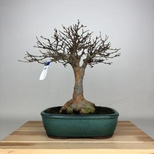 盆栽 楓 樹高 約29cm かえで Acer カエデ 紅葉 カエデ科 落葉樹 鑑賞用 観賞用 現品