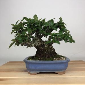 盆栽 ピラカンサ 樹高 約15cm Pyracantha バラ科 常緑樹 鑑賞 観賞用 小品 現品