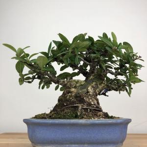 盆栽 ピラカンサ 樹高 約15cm Pyrac...の詳細画像2