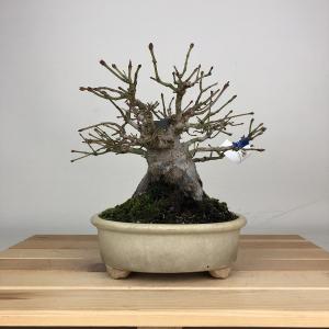 盆栽 紅葉 樹高 約16cm もみじ Acer palmatum モミジ カエデ科 落葉樹 鑑賞 観賞用 小品 現品