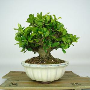 盆栽 梔子 樹高 約15cm くちなし Gardenia jasminoides クチナシ アカネ科 クチナシ属 常緑樹 鑑賞 観賞用 小品 現品
