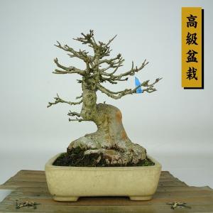 盆栽 楓 樹高 約19cm かえで 高級盆栽 Acer カエデ 紅葉 カエデ科 落葉樹 鑑賞 観賞用 小品 現品