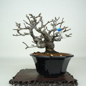 盆栽 花梨 樹高 約11cm かりん Pseudocydonia sinensis カリン バラ科 落葉樹 鑑賞 観賞用 小品 現品
