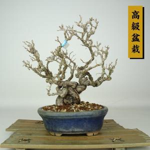 盆栽 猿梨 樹高 約21cm さるなし Actinidia arguta サルナシ マタタビ科 落葉樹 鑑賞 観賞用 現品