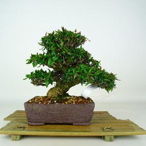 盆栽 縮緬葛 樹高 約17cm ちりめんかずら 高級盆栽 tirimenkazura チリメンカズラ テイカカズラ属 つる性 常緑樹 鑑賞 観賞用 小品 現品