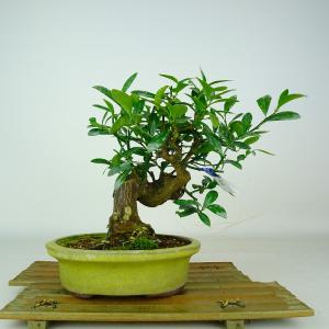 盆栽 金豆 樹高 約20cm きんず Fortunella hindsii キンズ マメキンカン 実物 ミカン科 キンカン属 常緑樹 鑑賞 観賞用 小品 現品