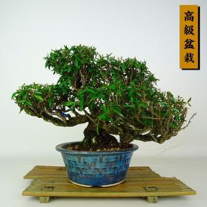 盆栽 縮緬葛 樹高 約20cm ちりめんかずら 高級盆栽 tirimenkazura チリメンカズラ テイカカズラ属 つる性 常緑樹 鑑賞 観賞用 小品 現品
