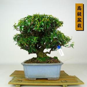 盆栽 縮緬葛 樹高 約21cm ちりめんかずら ...の商品画像