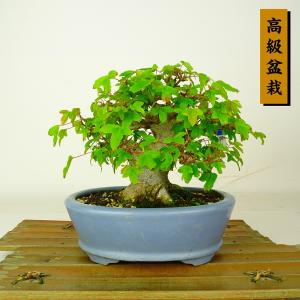 盆栽 楓 樹高 約13cm かえで 高級盆栽 A...の商品画像