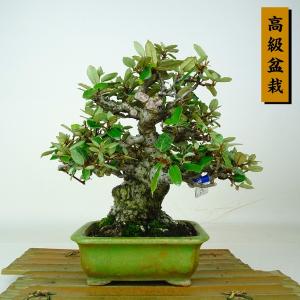 盆栽 寒茱萸 樹高 約20cm かんぐみ 高級盆栽 Elaeagnus カングミ グミ科 常緑樹 鑑賞 観賞用 小品 現品