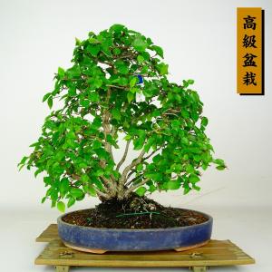 盆栽 岩四手 樹高 約32cm いわしで 高級盆栽 Carpinus turczaninovii イワシデ カバノキ科 落葉樹 鑑賞 観賞用 現品