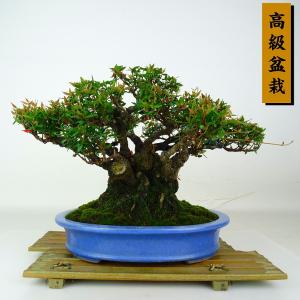 盆栽 縮緬葛 樹高 約12cm ちりめんかずら 高級盆栽 tirimenkazura チリメンカズラ テイカカズラ属 つる性 常緑樹 鑑賞 観賞用 小品 現品