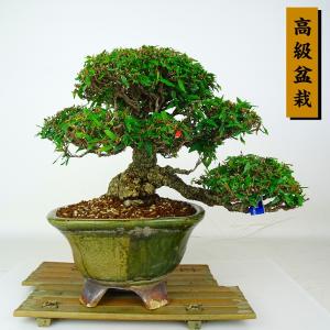 盆栽 縮緬葛 樹高 約12cm ちりめんかずら ...の商品画像