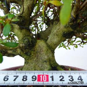 盆栽 皐月 日光 樹高 約20cm さつき R...の詳細画像4