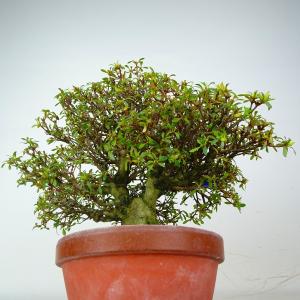 盆栽 皐月 日光 樹高 約20cm さつき R...の詳細画像5