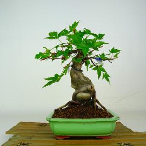 盆栽 紅葉 紅千鳥 樹高 約23cm もみじ A...の商品画像