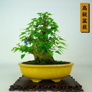 盆栽 楓 樹高 約14cm かえで 高級盆栽 Acer カエデ 紅葉 カエデ科 落葉樹 鑑賞 観賞用 小品 現品