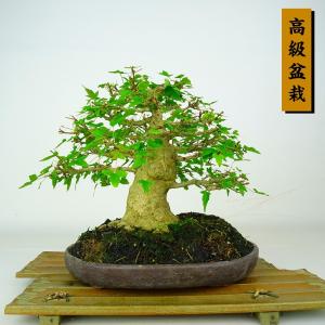盆栽 楓 樹高 約20cm かえで 高級盆栽 Acer カエデ 紅葉 カエデ科 落葉樹 鑑賞 観賞用 小品 現品
