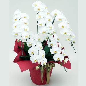 胡蝶蘭5本立ち(白)〜Ｇrande〜